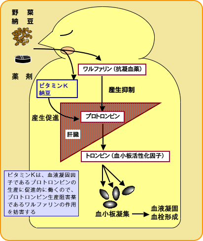 勃起不全を助けるための食物