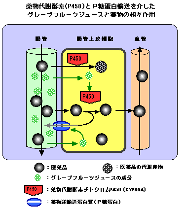 ほとんどの医薬品はグレープフルーツジュースに影響されると聞きましたが 野菜 果物を摂取するときの注意 V350f0 Com